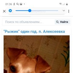 Подробнее об объявлении «Анапа Пропала собака кобель рыжик один год» Фото: пропала собака  «Анапа Пропала собака кобель рыжик один год» в г. Анапа