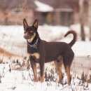 Подробнее об объявлении «Серпухов Пропала собака кобель 25.06.16 вечером» Фото: пропала собака Австралийский келпи «Серпухов Пропала собака кобель 25.06.16 вечером» в г. Серпухов