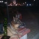 Подробнее об объявлении «Улан-Удэ Пропала собака кобель» Фото: пропала собака Немецкая овчарка «Улан-Удэ Пропала собака кобель» в г. Улан-Удэ