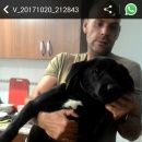 Подробнее об объявлении «Анапа Пропала собака лабрадор самка месяцев» Фото: пропала собака Лабрадор ретривер «Анапа Пропала собака лабрадор самка месяцев» в г. Анапа