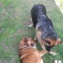 Подробнее об объявлении «Королев Пропала собака  алабай» Фото: пропала собака Среднеазиатская овчарка «Королев Пропала собака  алабай» в г. Королев