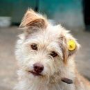 Подробнее об объявлении «Пропала собака р-н ул. федько. Феодосия» Фото: пропала собака  «Пропала собака р-н ул. федько. Феодосия» в г. Феодосия