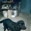 Подробнее об объявлении «Чебоксары Пропала собака кобель черный лабрадор» Фото: пропала собака Лабрадор ретривер «Чебоксары Пропала собака кобель черный лабрадор» в г. Чебоксары