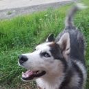 Подробнее об объявлении «Ульяновск Пропала собака кобель хаски саян» Фото: пропала собака Сибирская хаски «Ульяновск Пропала собака кобель хаски саян» в г. Ульяновск