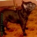 Подробнее об объявлении «Сысерть Пропала собака» Фото: пропала собака Французский бульдог «Сысерть Пропала собака» в г. Сысерть
