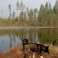 Подробнее об объявлении «Пропала собака Санкт-Петербург» Фото: пропала собака Русско-европейская лайка «Пропала собака Санкт-Петербург» в г. Санкт-Петербург