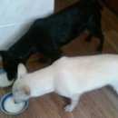 Подробнее об объявлении «Пропала собака 9-ти месячная черная собачка Симферополь» Фото: пропала собака  «Пропала собака 9-ти месячная черная собачка...» в г. Симферополь