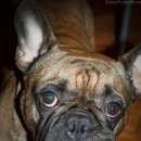 Подробнее об объявлении «Пропала собака кобель Смоленск» Фото: пропала собака Французский бульдог «Пропала собака кобель Смоленск» в г. Смоленск