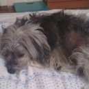 Подробнее об объявлении «Северск Пропала собака кобель» Фото: пропала собака Китайская хохлатая собака «Северск Пропала собака кобель» в г. Северск