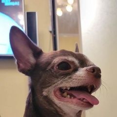 Подробнее об объявлении «Балашиха Пропала собака» Фото: пропала собака Чихуахуа «Балашиха Пропала собака» в г. Балашиха