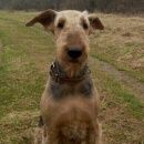 Подробнее об объявлении «Одинцово помогите найти» Фото: потеряшка Эрдельтерьер «Одинцово помогите найти» в г. Одинцово