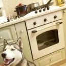 Подробнее об объявлении «Ейск Пропала собака кобель хаски» Фото: пропала собака Сибирская хаски «Ейск Пропала собака кобель хаски» в г. Ейск