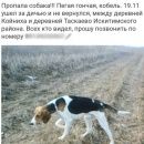 Подробнее об объявлении «Искитим Пропала собака кобель» Фото: пропала собака  «Искитим Пропала собака кобель» в г. Искитим