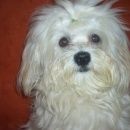 Подробнее об объявлении «Чебоксары Пропала собака кобель» Фото: пропала собака Мальтийская болонка «Чебоксары Пропала собака кобель» в г. Чебоксары