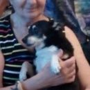 Подробнее об объявлении «Армавир Пропала собака кобель помогите найти» Фото: пропала собака  «Армавир Пропала собака кобель помогите найти» в г. Армавир