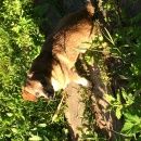 Подробнее об объявлении «Правдинский Пропала собака кобель такса» Фото: пропала собака Такса «Правдинский Пропала собака кобель такса» в г. Правдинский