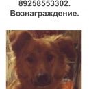 Подробнее об объявлении «Пропала собака рыжая девочка дворняжка Москва» Фото: пропала собака  «Пропала собака рыжая девочка дворняжка Москва» в г. Москва