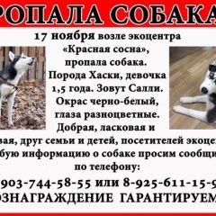 Подробнее об объявлении «Пропала собака порода хаски черно белая разноглазая Москва» Фото: пропала собака Сибирская хаски «Пропала собака порода хаски черно белая...» в г. Москва