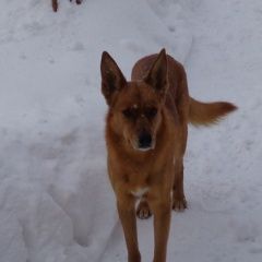 Подробнее об объявлении «Пропала собака кобель Нижний Новгород» Фото: пропала собака  «Пропала собака кобель Нижний Новгород» в г. Нижний Новгород