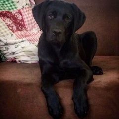 Подробнее об объявлении «Пропала собака кобель Санкт-Петербург» Фото: пропала собака Лабрадор ретривер «Пропала собака кобель Санкт-Петербург» в г. Санкт-Петербург