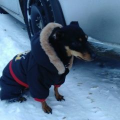 Подробнее об объявлении «Пропала собака Кемерово» Фото: пропала собака Той-терьер «Пропала собака Кемерово» в г. Кемерово