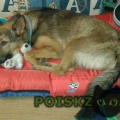 Подробнее об объявлении «Пенза Пропала собака кобель» Фото: пропала собака  «Пенза Пропала собака кобель» в г. Пенза