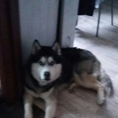Подробнее об объявлении «Нижний Новгород Пропала собака кобель» Фото: пропала собака Сибирская хаски «Нижний Новгород Пропала собака кобель» в г. Нижний Новгород
