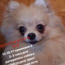 Подробнее об объявлении «Пропала собака Красноярск» Фото: пропала собака Немецкий шпиц «Пропала собака Красноярск» в г. Красноярск