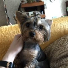Подробнее об объявлении «Пропала собака помогите найти собаку, очень прошу Смоленск» Фото: пропала собака Йоркширский терьер «Пропала собака помогите найти собаку, очень...» в г. Смоленск