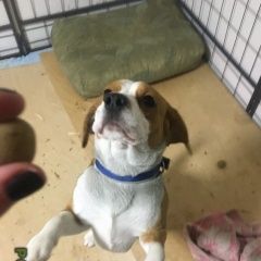 Подробнее об объявлении «Пропала собака кобель бигль в деревне ширяйка Переславль-Залесский» Фото: пропала собака Бигль «Пропала собака кобель бигль в деревне ширяйка...» в г. Переславль-Залесский