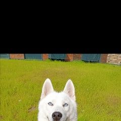 Подробнее об объявлении «Видное Пропала собака хаски девочка ланая1 год с красным ошей» Фото: пропала собака Сибирская хаски «Видное Пропала собака хаски девочка ланая1 год...» в г. Видное