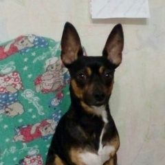 Подробнее об объявлении «Сургут Пропала собака кобель помогите найти маленькую собачку.» Фото: пропала собака Карликовый пинчер «Сургут Пропала собака кобель помогите найти...» в г. Сургут