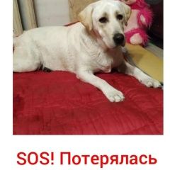 Подробнее об объявлении «Краснодар Пропала собака» Фото: пропала собака Лабрадор ретривер «Краснодар Пропала собака» в г. Краснодар