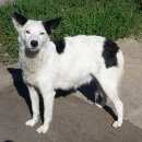 Подробнее об объявлении «Самара Пропала собака» Фото: пропала собака  «Самара Пропала собака» в г. Самара