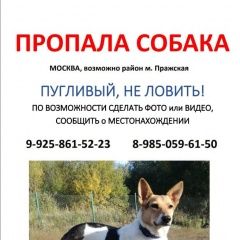Подробнее об объявлении «Москва Пропала собака кобель» Фото: пропала собака  «Москва Пропала собака кобель» в г. Москва
