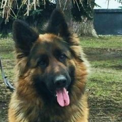 Подробнее об объявлении «Пропала собака Лисичанск» Фото: пропала собака Немецкая овчарка «Пропала собака Лисичанск» в г. Лисичанск