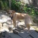 Подробнее об объявлении «Анапа Пропала собака» Фото: пропала собака  «Анапа Пропала собака» в г. Анапа