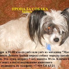 Подробнее об объявлении «Пропала собака посодействуйте в розыске Брянск» Фото: пропала собака Китайская хохлатая собака «Пропала собака посодействуйте в розыске Брянск» в г. Брянск