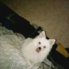 Подробнее об объявлении «Санкт-Петербург Пропала собака шпиц белый» Фото: пропала собака  «Санкт-Петербург Пропала собака шпиц белый» в г. Санкт-Петербург