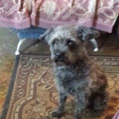 Подробнее об объявлении «Ангарск Пропала собака кобель маленькая» Фото: пропала собака  «Ангарск Пропала собака кобель маленькая» в г. Ангарск