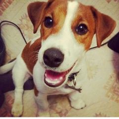 Подробнее об объявлении «Санкт-Петербург Пропала собака кобель, 7 месяцев» Фото: пропала собака Джек рассел терьер «Санкт-Петербург Пропала собака кобель, 7 месяцев» в г. Санкт-Петербург