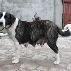 Подробнее об объявлении «Подольск Пропала собака срочно» Фото: пропала собака  «Подольск Пропала собака срочно» в г. Подольск