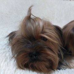 Подробнее об объявлении «Энгельс Пропала собака» Фото: пропала собака Йоркширский терьер «Энгельс Пропала собака» в г. Энгельс