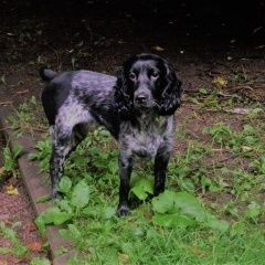 Подробнее об объявлении «Санкт-Петербург Пропала собака 20.12 спаниель серо-пегий заневка» Фото: пропала собака Русский охотничий спаниель «Санкт-Петербург Пропала собака 20.12 спаниель...» в г. Санкт-Петербург