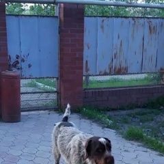 Подробнее об объявлении «Калининская Пропала собака кобель дратхаар» Фото: пропала собака Дратхаар «Калининская Пропала собака кобель дратхаар» в г. Калининская