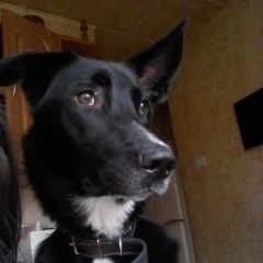 Подробнее об объявлении «Санкт-Петербург Пропала собака спб кировский район» Фото: пропала собака  «Санкт-Петербург Пропала собака спб кировский район» в г. Санкт-Петербург