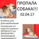 Подробнее об объявлении «Краснодар Пропала собака кобель» Фото: пропала собака Чихуахуа «Краснодар Пропала собака кобель» в г. Краснодар