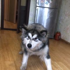 Подробнее об объявлении «Петродворец Пропала собака аляскинский маламут» Фото: пропала собака Аляскинский маламут «Петродворец Пропала собака аляскинский маламут» в г. Петродворец