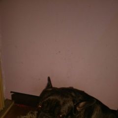 Подробнее об объявлении «Икша Пропала собака кобель по кличке барон» Фото: пропала собака Французский бульдог «Икша Пропала собака кобель по кличке барон» в г. Икша