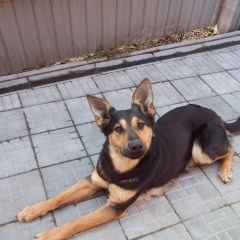 Подробнее об объявлении «Электроугли Пропала собака кличка марта» Фото: пропала собака Немецкая овчарка «Электроугли Пропала собака кличка марта» в г. Электроугли